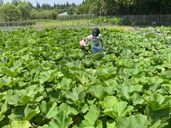 -前小桔亲子创意农场·草莓采摘·露营烧烤