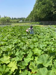 点击看大图 -前小桔亲子创意农场·草莓采摘·露营烧烤
