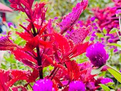 -庐山风景区花径公园