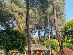 -铁山坪森林公园