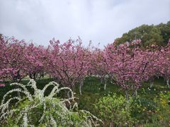 -黄兴公园