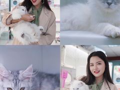 -lincat·猫舍(广州店)