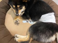 -南京Hallo宠物乐园·哈罗犬舍·柴犬繁育基地