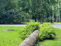 -中国科学院西双版纳热带植物园