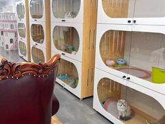 -青奢宠物·青奢猫舍