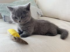 -momokira米努特·德文卷毛猫·棉花面纱犬