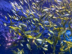 -太平洋海底世界