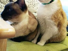 -猫咖时代(中山亭店)