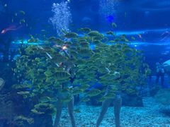 -上海海昌海洋公园
