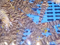 -三个渔夫·蒸汽海鲜(小白楼店)