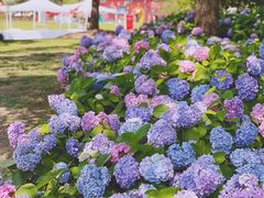 -上海滨江森林公园