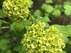 -陕西省西安植物园