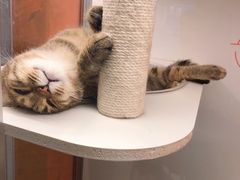 -上海浦东星河湾酒店