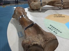 -吉林省自然博物馆