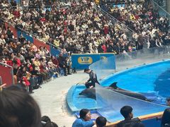 -海合安成都极地海洋公园