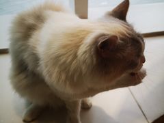 -飞行喵MR PILOT|猫舍·猫咖(静安大融城店)