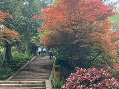-青城山