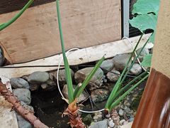 -顺峰·粤菜海鲜·早茶自助(阜成店)