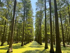 -渌洋湖湿地公园