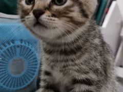 -PETKIT小佩宠物(昭化店)