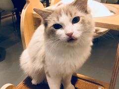 -飞行喵MR PILOT|猫舍·猫咖(静安大融城店)