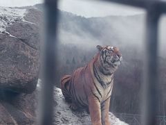 -横道河子东北虎林园