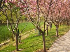 -合肥滨湖国家森林公园