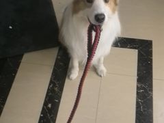 -宠福鑫康馨动物医院·骨科·眼科