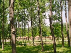 -合肥滨湖国家森林公园