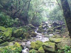 遍野绿树-鼎湖山风景区