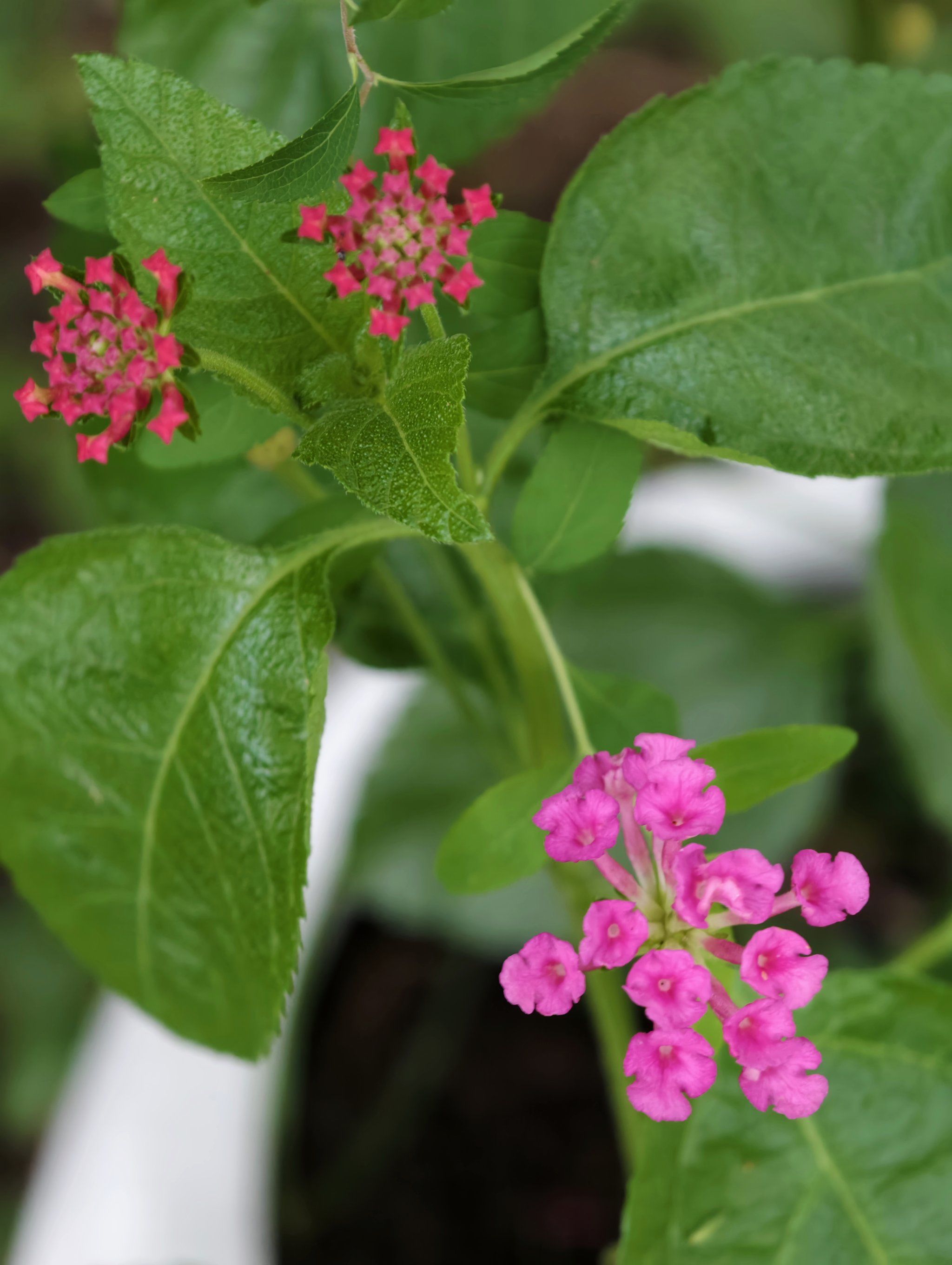 原来这个叫五色花,也叫五色梅,我以为也是绣球