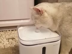 -喵屿·大理花园猫咖