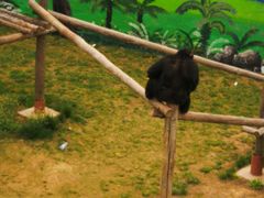 -西霞口神雕山野生动物世界