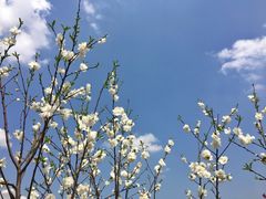 景点-重庆彩云湖湿地公园