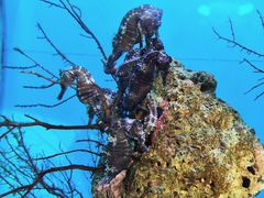 -海合安武汉极地海洋公园