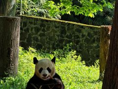 -都江堰中华大熊猫苑