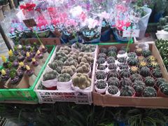 -秦美花卉(天朗·莱茵小城2期店)