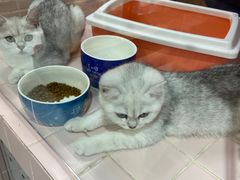 -FAELING PETS美天灵宠物(富力广场店)