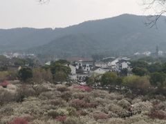 -香雪海