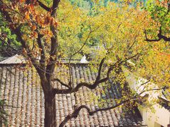 -塔川景区