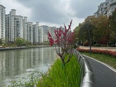 -新湖明珠城