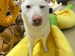 -逗柴咖啡屋·狗咖猫咖宠物桌游