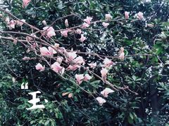 -上海共青森林公园