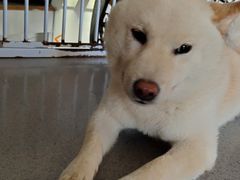 -喜柴咖啡·柴犬狗咖