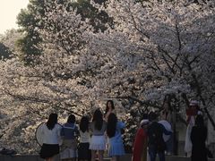 -武汉大学-樱园