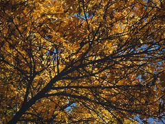 -三里屯东五街银杏大道