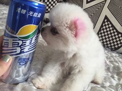 -瑞鹏宠物医院·爱宠堂·骨外专科(西荷分院)