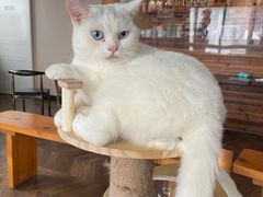 -蓝鲸·缅因猫舍