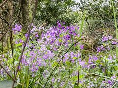 -普陀山风景区-佛顶山