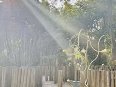 -南宁良凤江国家森林公园